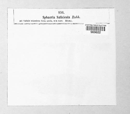 Plagiostoma salicellum image